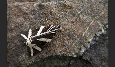 Spanische Flagge (Callimorpha quadripunctaria)