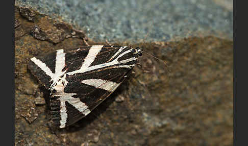 Spanische Flagge (Callimorpha quadripunctaria)