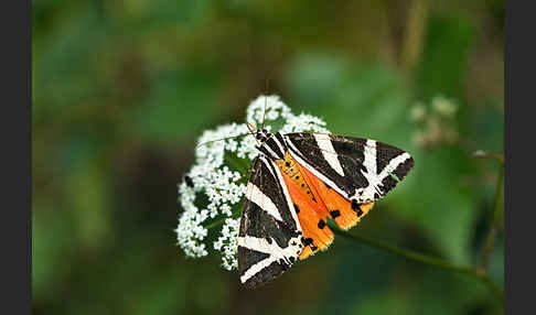 Spanische Flagge (Callimorpha quadripunctaria)