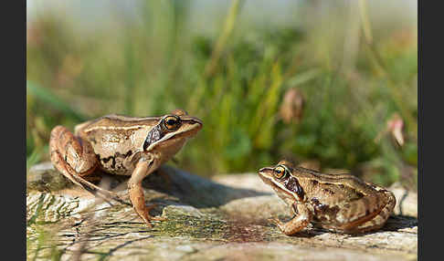 Moorfrosch (Rana arvalis)