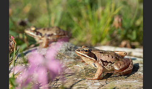 Moorfrosch (Rana arvalis)