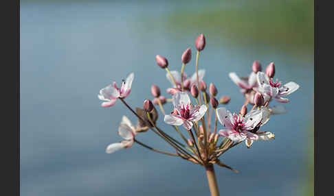 Schwanenblume (Butomus umbellatus)