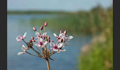 Schwanenblume (Butomus umbellatus)