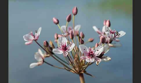 Schwanenblume (Butomus umbellatus)