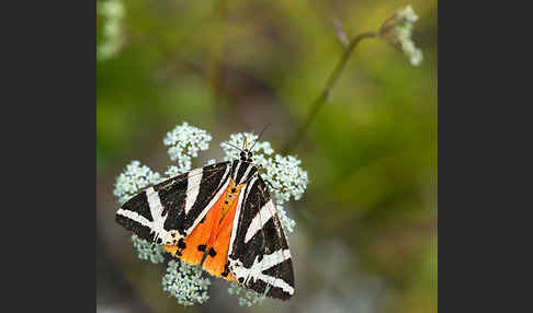 Spanische Flagge (Callimorpha quadripunctaria)