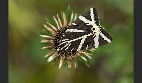 Spanische Flagge (Callimorpha quadripunctaria)