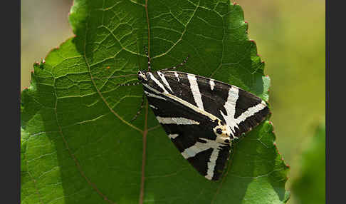 Spanische Flagge (Callimorpha quadripunctaria)