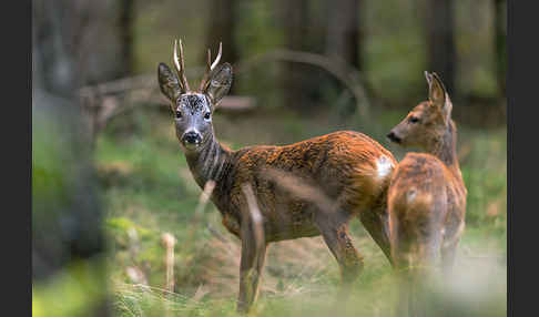 Rehwild (Capreolus capreolus)