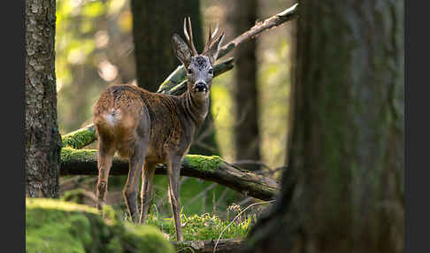 Rehwild (Capreolus capreolus)