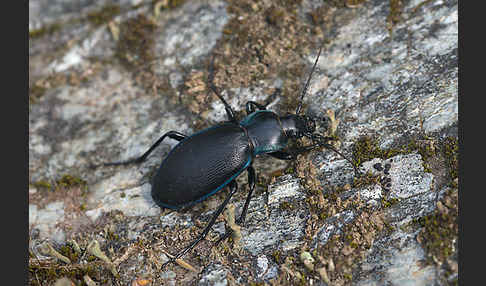 Goldleiste (Carabus purpurascens)