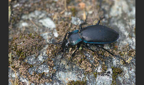 Goldleiste (Carabus purpurascens)