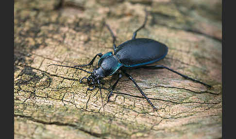 Goldleiste (Carabus purpurascens)