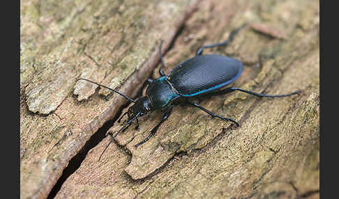 Goldleiste (Carabus purpurascens)