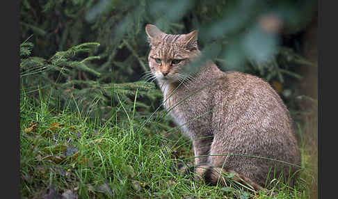 Wildkatze (Felis silvestris)