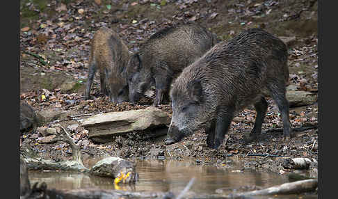 Schwarzwild (Sus scrofa)