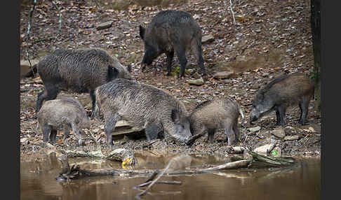 Schwarzwild (Sus scrofa)