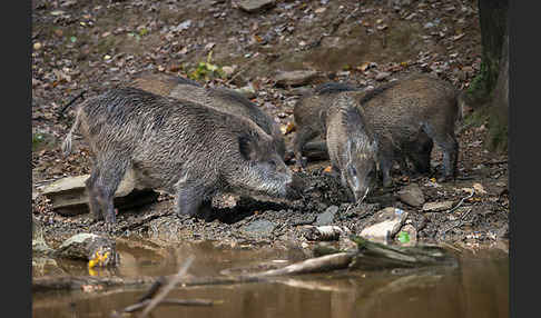 Schwarzwild (Sus scrofa)