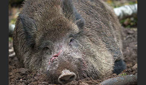 Schwarzwild (Sus scrofa)