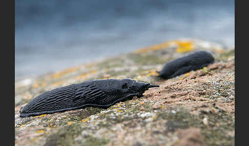 Große Wegschnecke (Arion rufus)