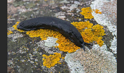 Große Wegschnecke (Arion rufus)