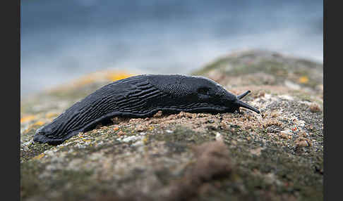 Große Wegschnecke (Arion rufus)