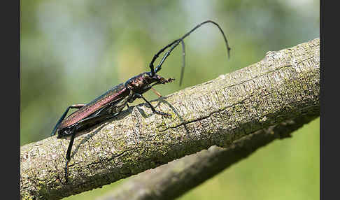 Moschusbock (Aromia moschata)