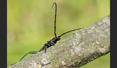 Moschusbock (Aromia moschata)