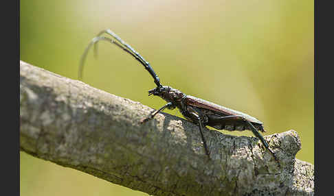 Moschusbock (Aromia moschata)