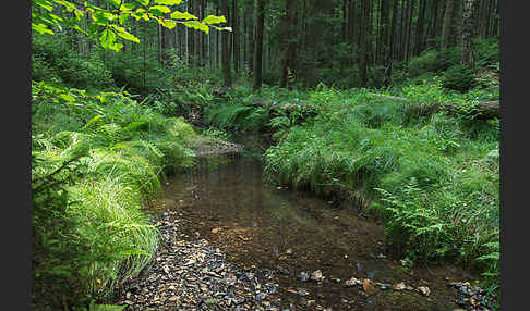 Thüringen (Thuringia)