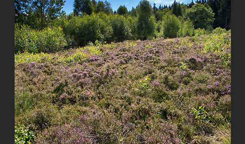 Heidekraut (Calluna vulgaris)