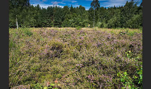 Heidekraut (Calluna vulgaris)