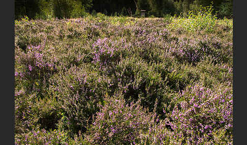 Heidekraut (Calluna vulgaris)