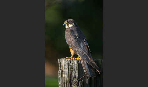 Baumfalke (Falco subbuteo)