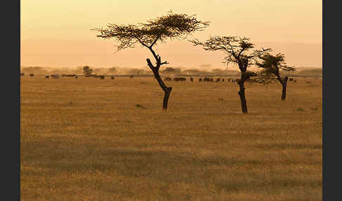 Aethiopien (Ethiopia)