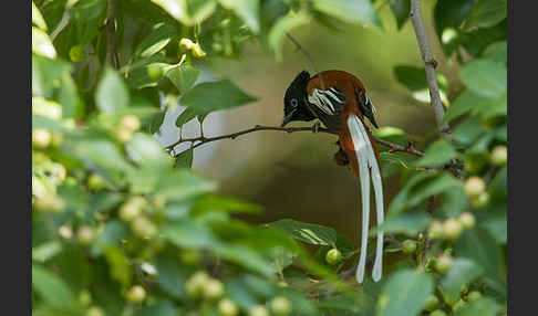Graubrust-Paradiesschnäpper (Terpsiphone viridis)