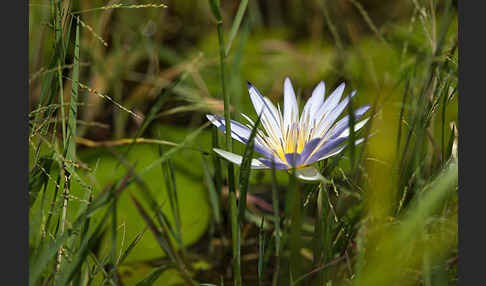 Blauer Lotus (Nymphaea caerulea)