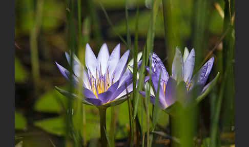 Blauer Lotus (Nymphaea caerulea)