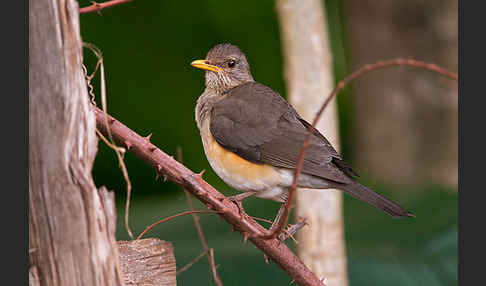 Afrikadrossel (Turdus pelios)