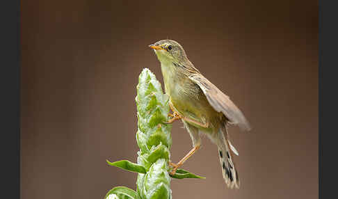 Amhara-Cistensänger (Cisticola robustus)