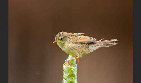 Amhara-Cistensänger (Cisticola robustus)