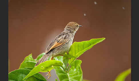 Amhara-Cistensänger (Cisticola robustus)