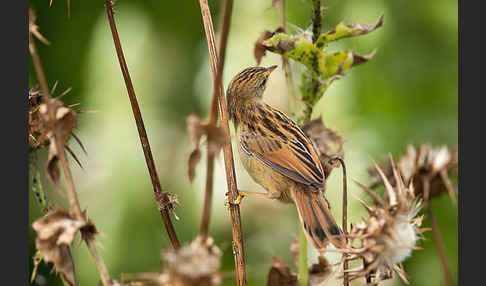 Amhara-Cistensänger (Cisticola robustus)