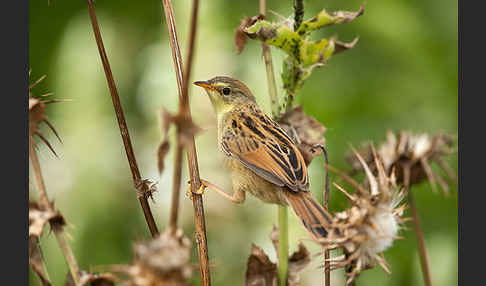 Amhara-Cistensänger (Cisticola robustus)