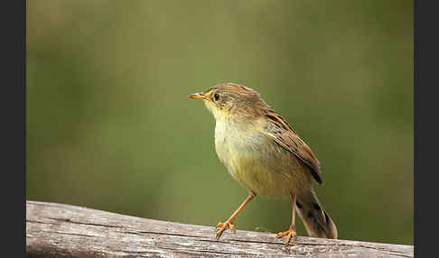 Amhara-Cistensänger (Cisticola robustus)