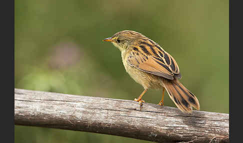 Amhara-Cistensänger (Cisticola robustus)