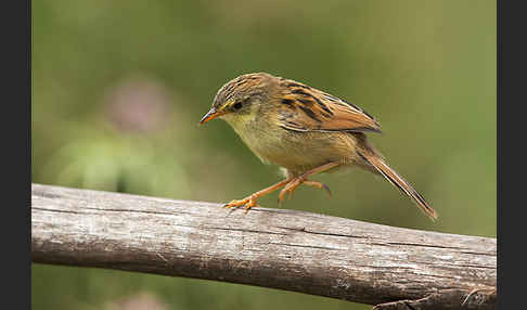 Amhara-Cistensänger (Cisticola robustus)