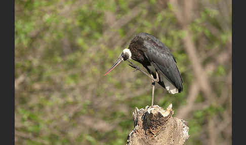 Wollhalsstorch (Ciconia episcopus)