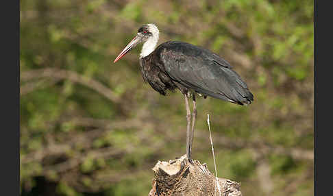 Wollhalsstorch (Ciconia episcopus)