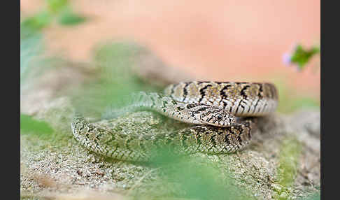 Afrikanische Eierschlange (Dasypeltis scabra)