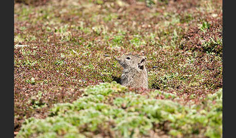 Abessinische Grasratte (Arvicanthis abyssinicus)